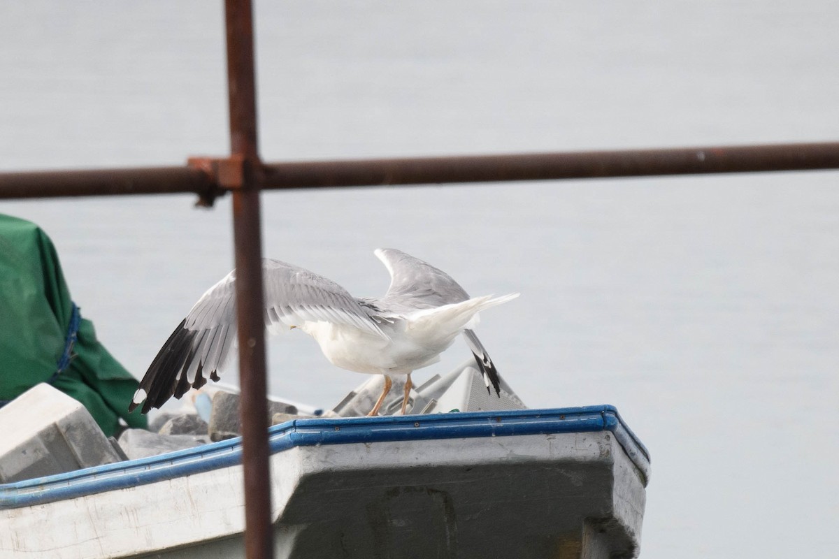 Vega Gull - ML644916514