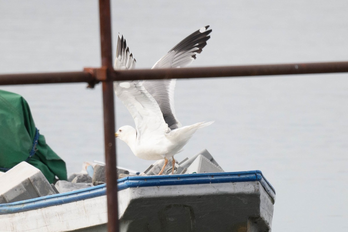 Vega Gull - ML644916515