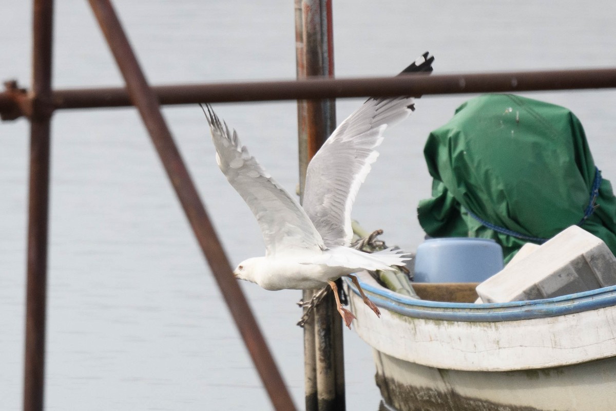 Vega Gull - ML644916517