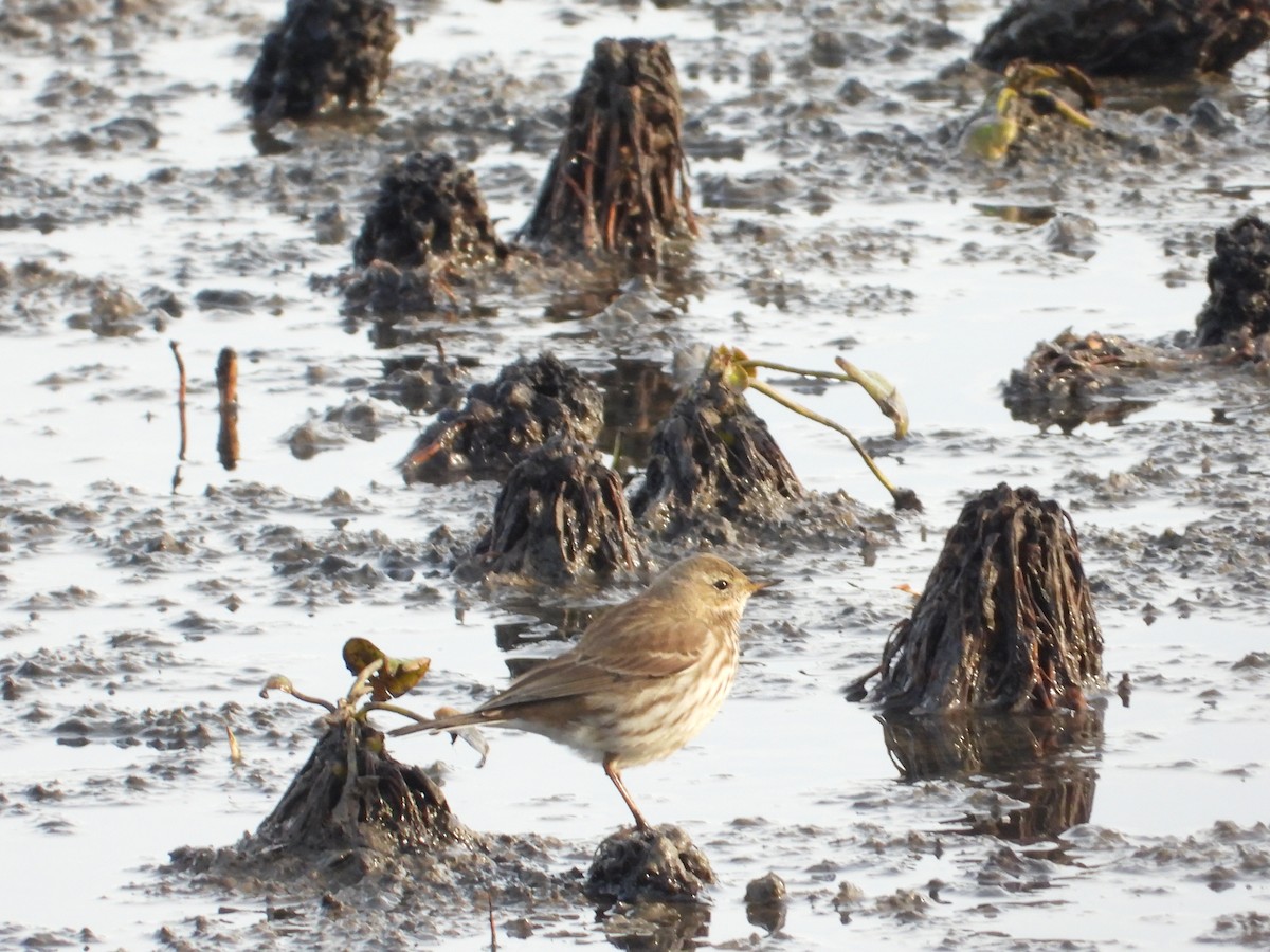 Bisbita Alpino - ML644916531