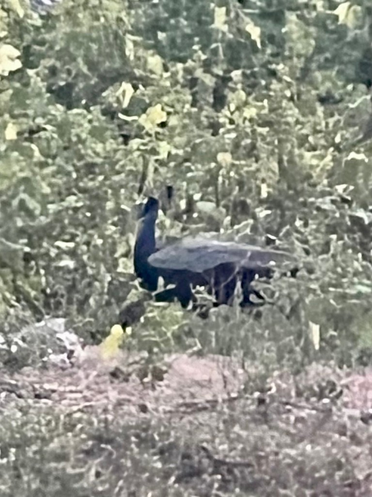 Pavo Real Común - ML644916532