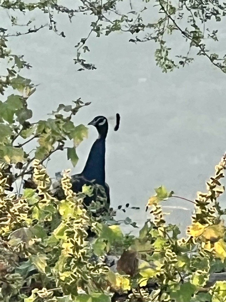 Pavo Real Común - ML644916533