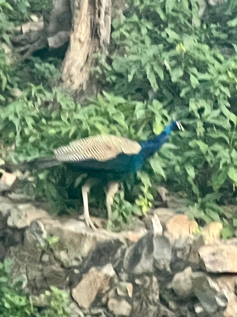 Pavo Real Común - ML644916534