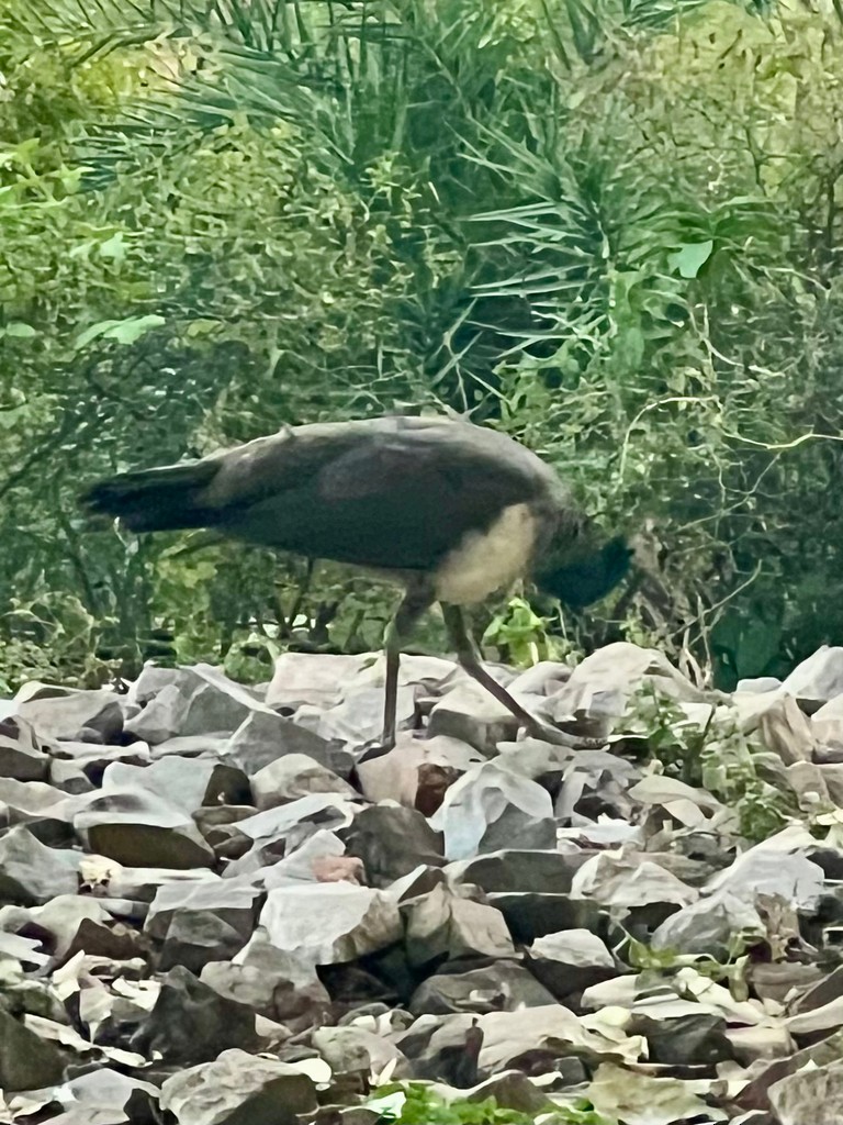 Pavo Real Común - ML644916535