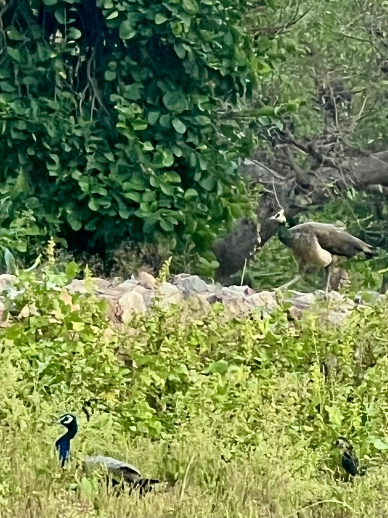 Pavo Real Común - ML644916536