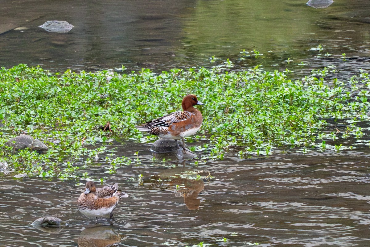 Silbón Europeo - ML644916537