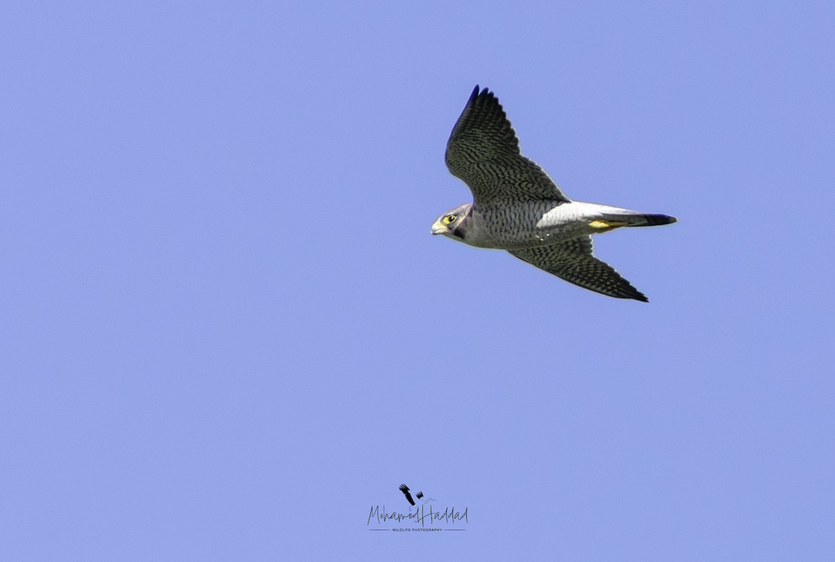 Halcón Peregrino (Tagarote) - ML644916538