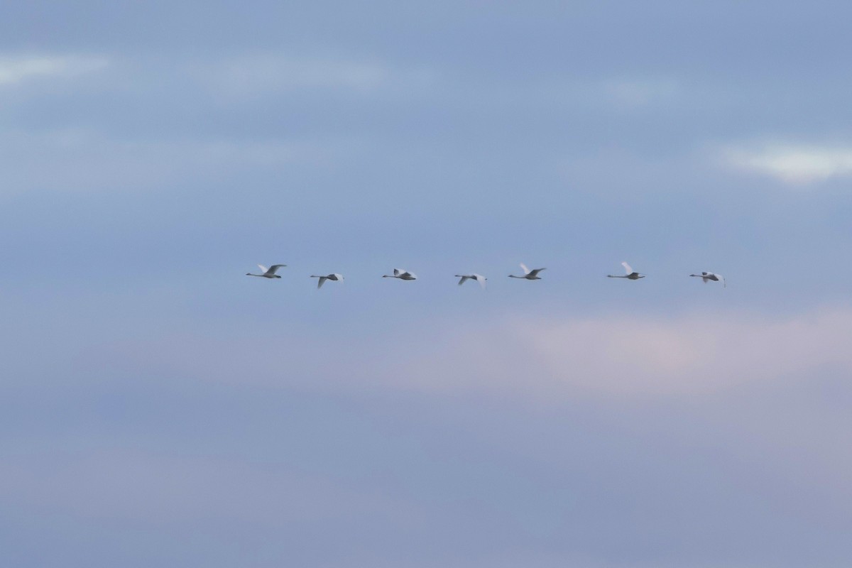 Cisne Chico - ML644916539