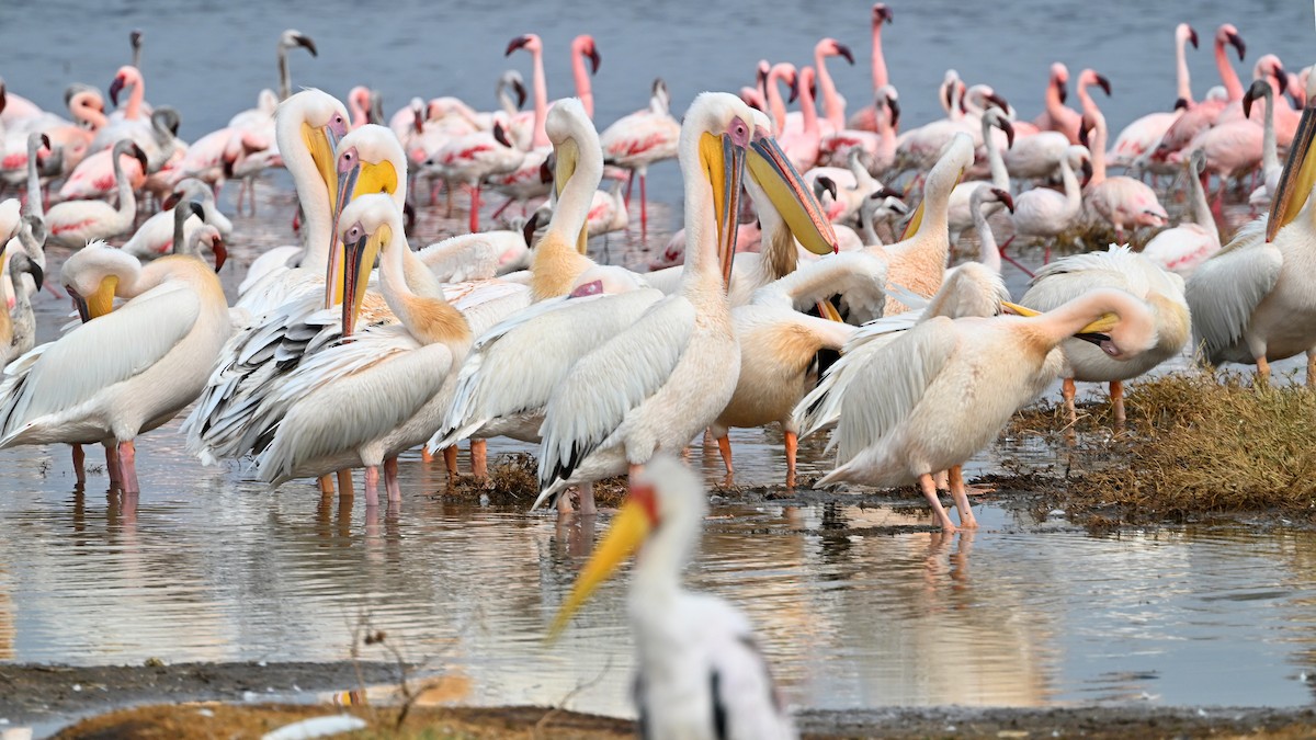 Pelícano Común - ML644916540