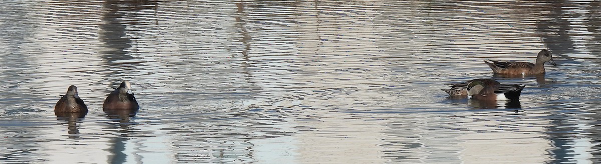 Silbón Americano - ML644916543