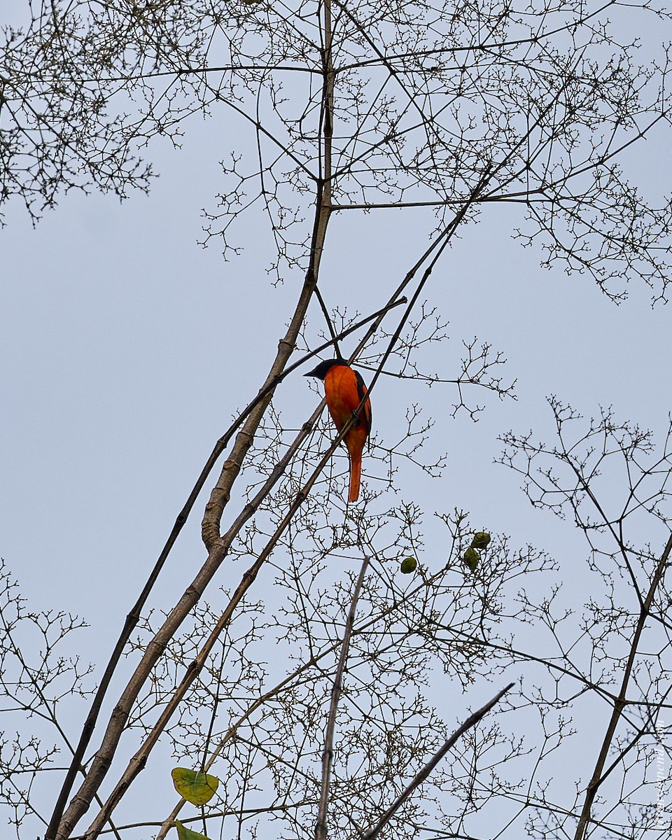 Minivet Escarlata - ML644916544