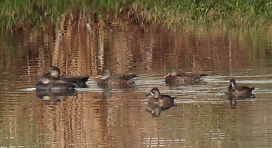 Ánade Friso - ML644916545