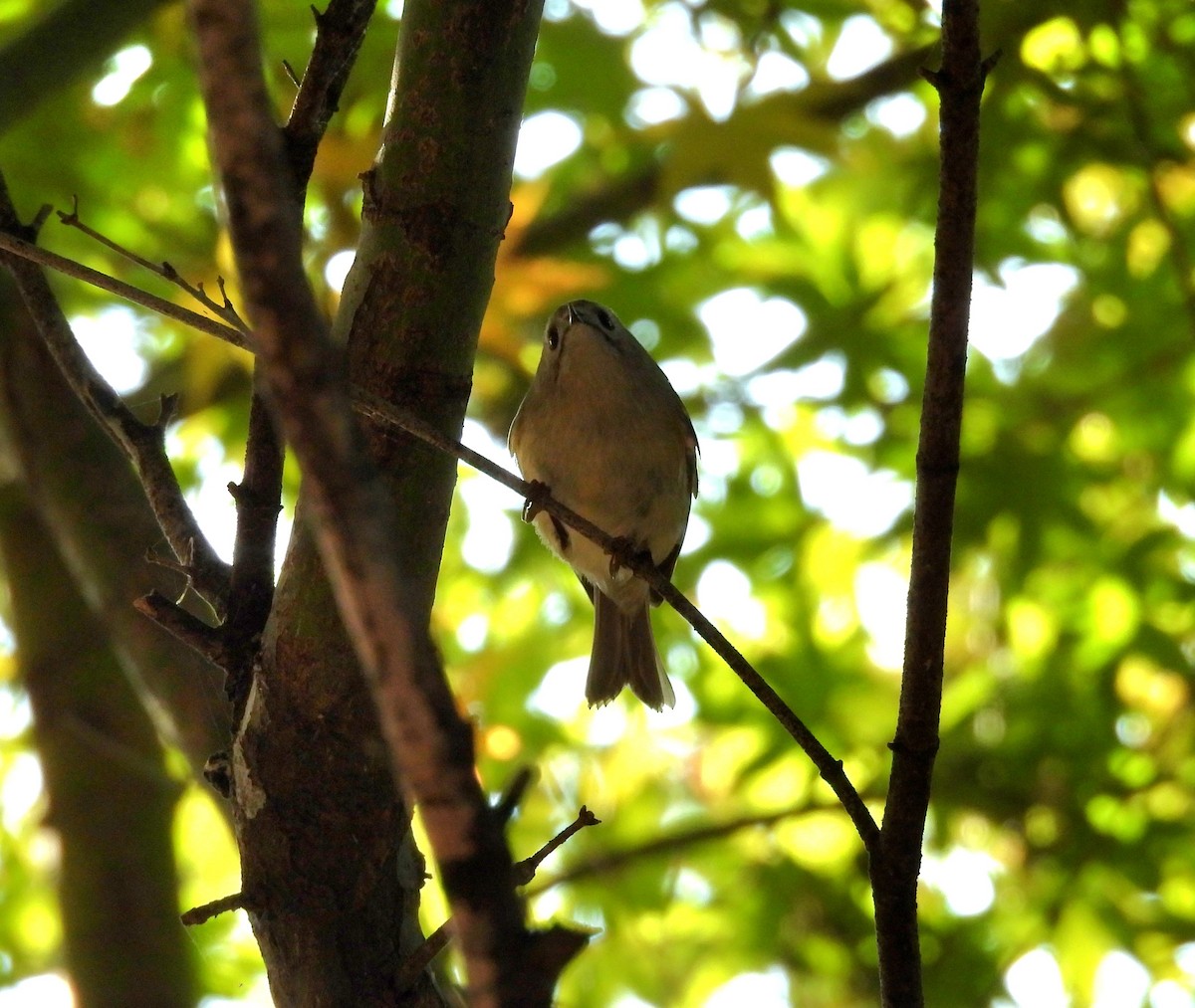 Reyezuelo Sencillo - ML644916547