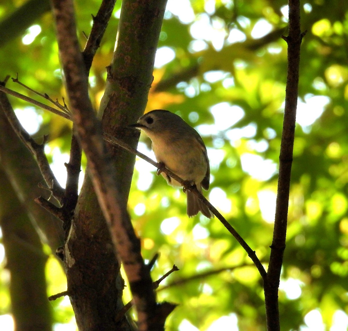 Reyezuelo Sencillo - ML644916548