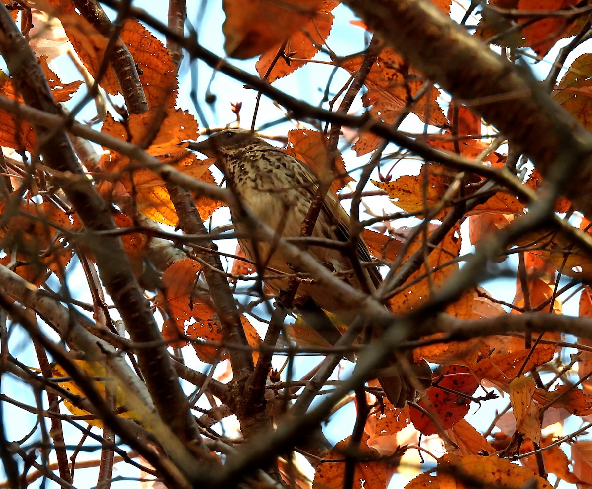 Zorzal Eunomo - ML644916552