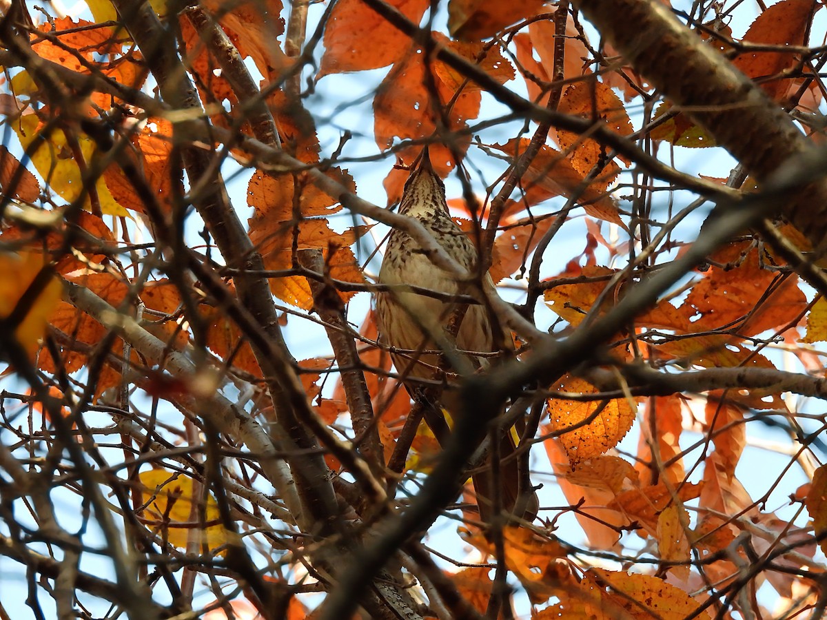 Zorzal Eunomo - ML644916553