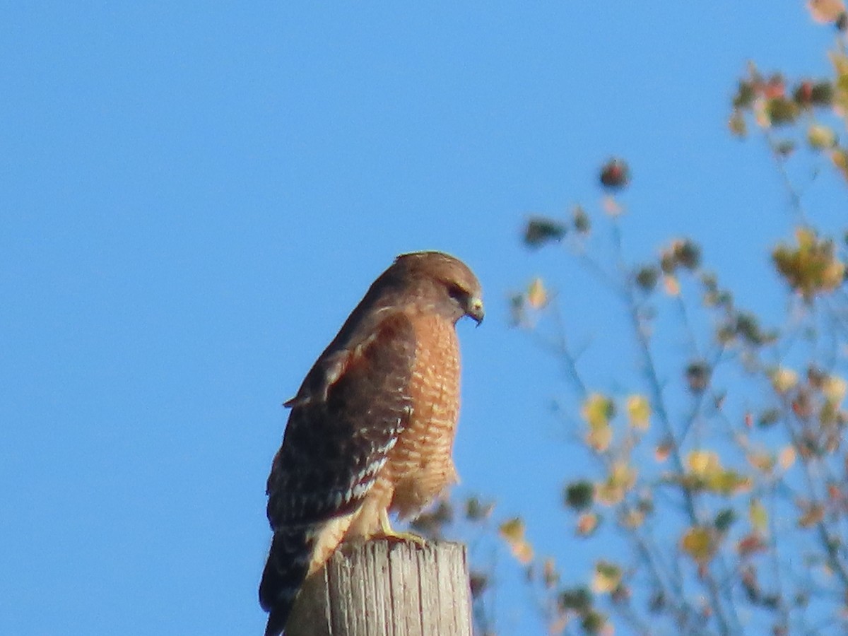 Busardo Pechirrojo - ML644916556