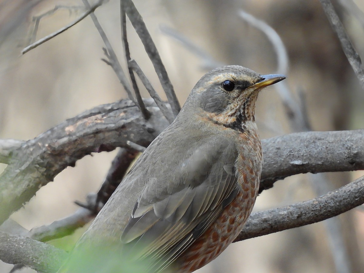 Zorzal de Naumann - ML644916557