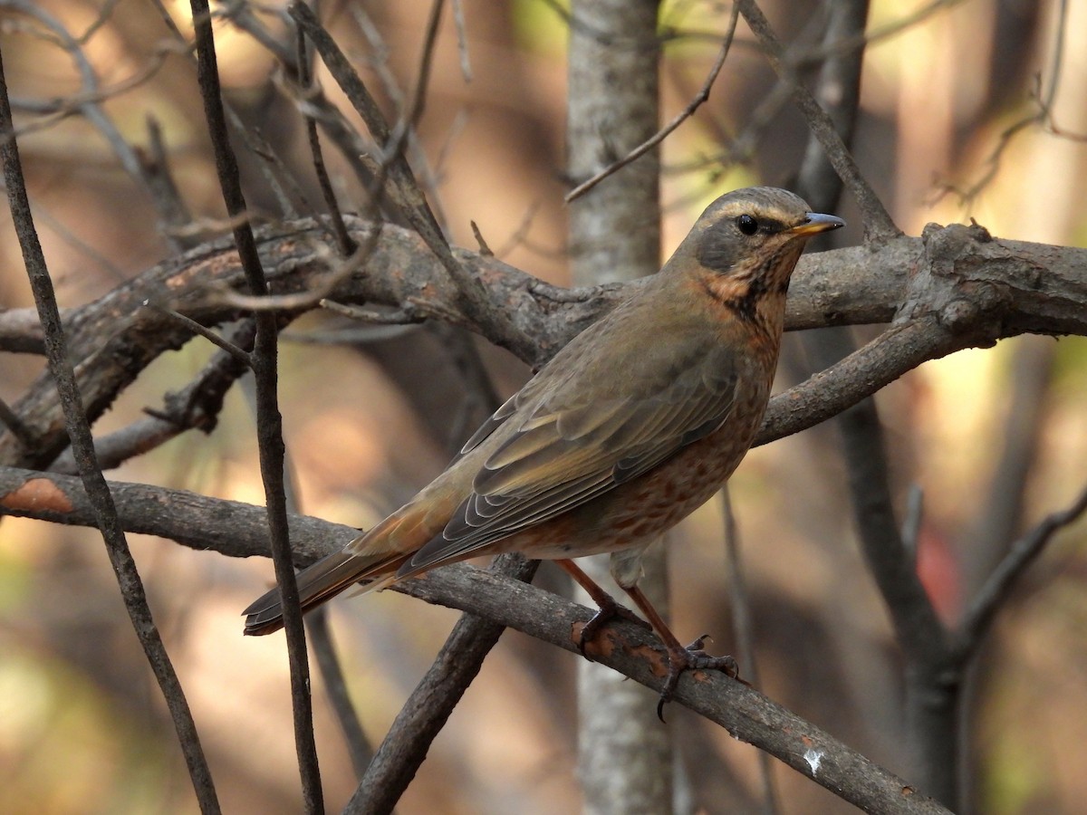 Zorzal de Naumann - ML644916558