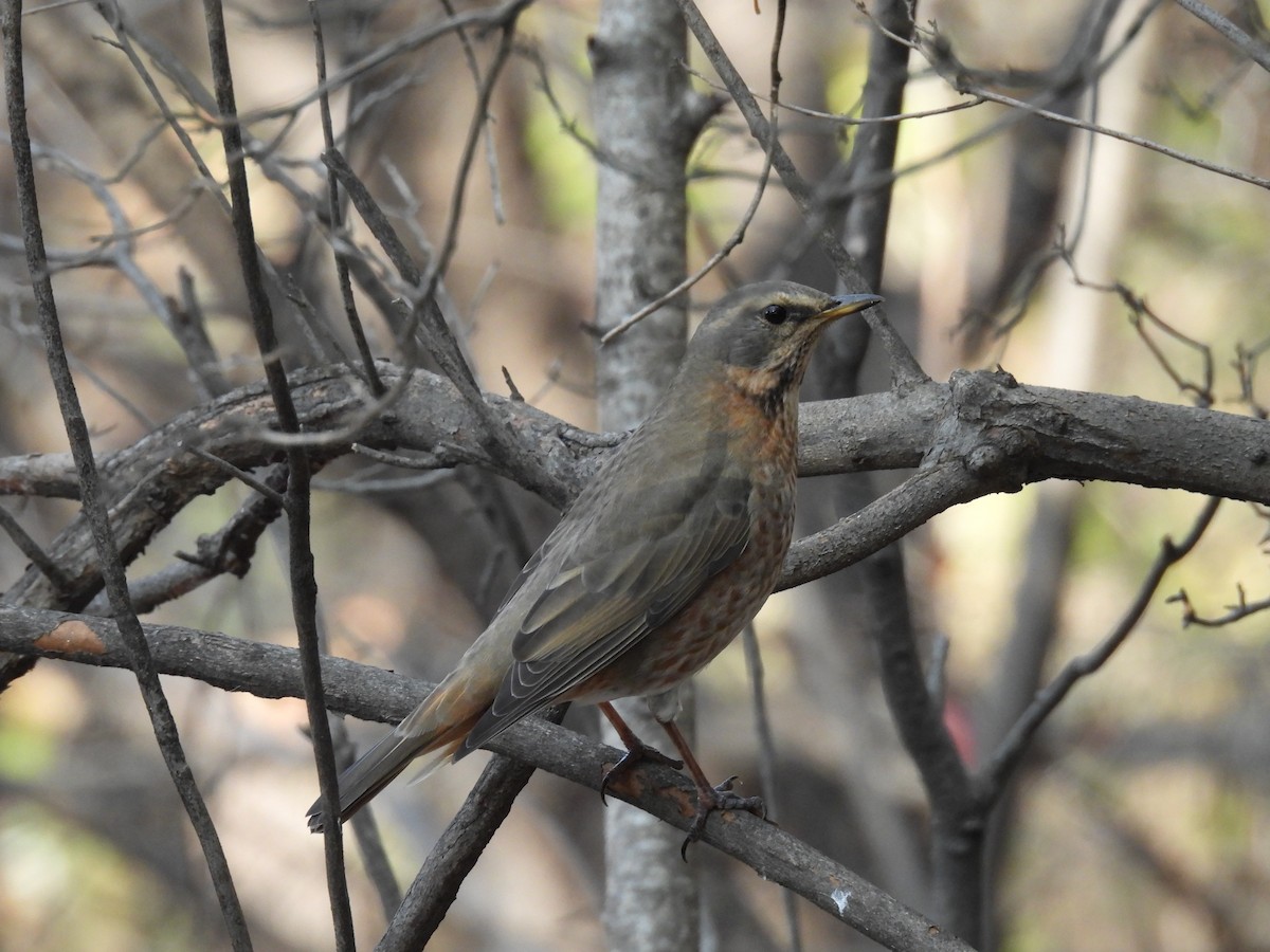 Zorzal de Naumann - ML644916559