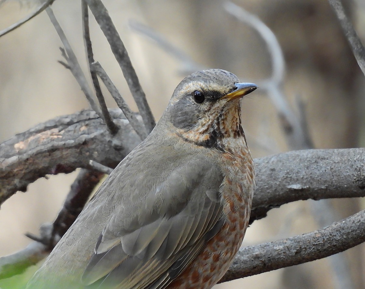 Zorzal de Naumann - ML644916560