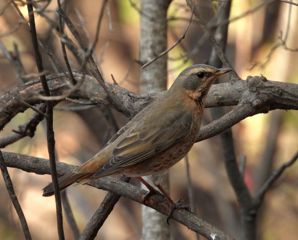 Zorzal de Naumann - ML644916561