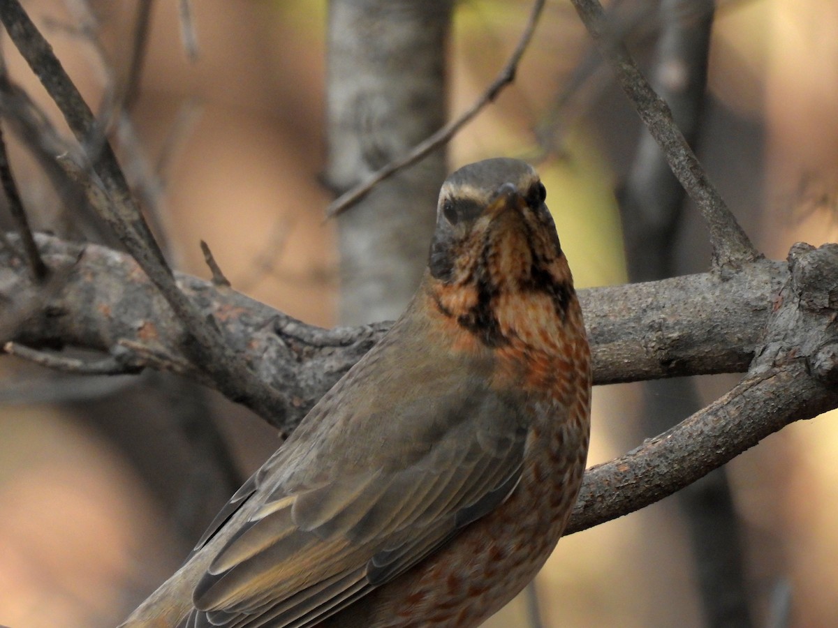 Zorzal de Naumann - ML644916562