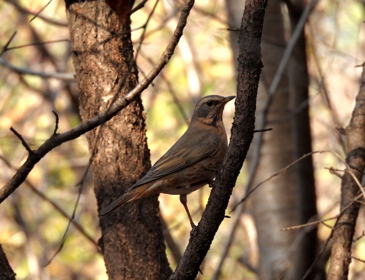 Zorzal de Naumann - ML644916563