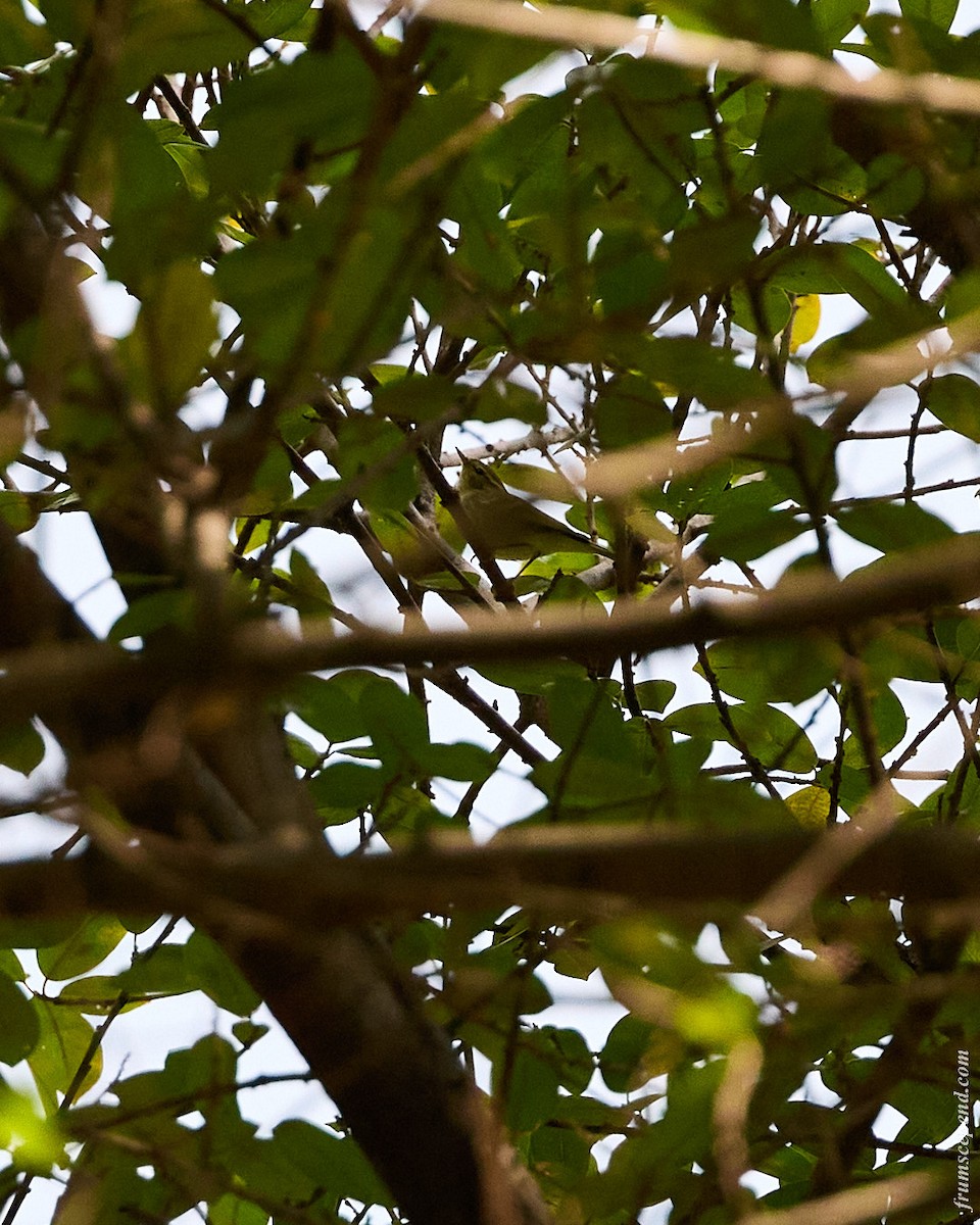 Mosquitero Bilistado - ML644916565