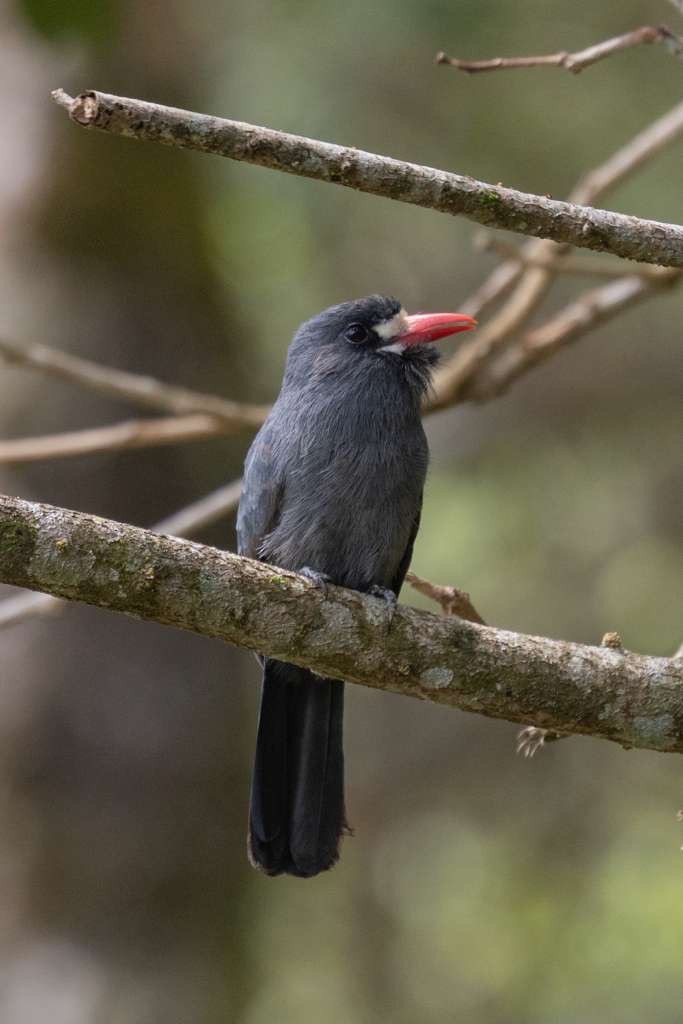 Barbacou à front blanc - ML644916567