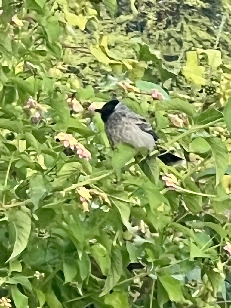 Bulbul Cafre - ML644916568