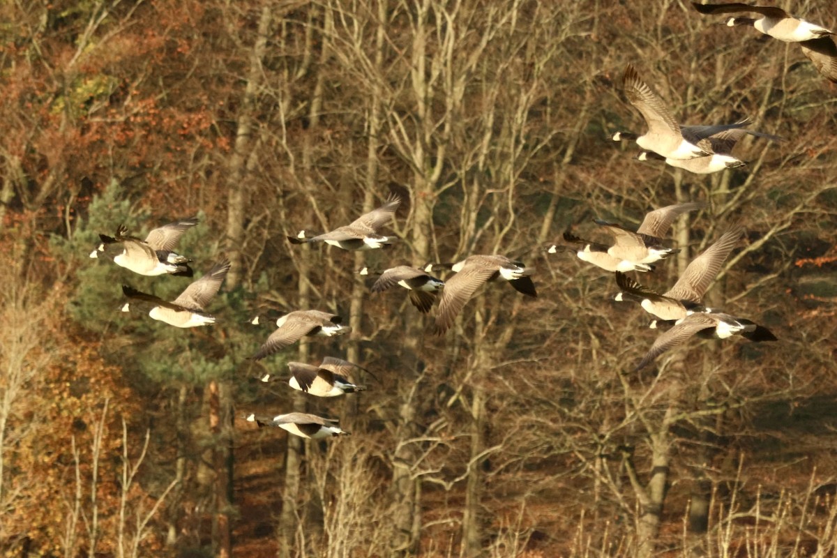 Canada Goose (canadensis Group) - ML644916589