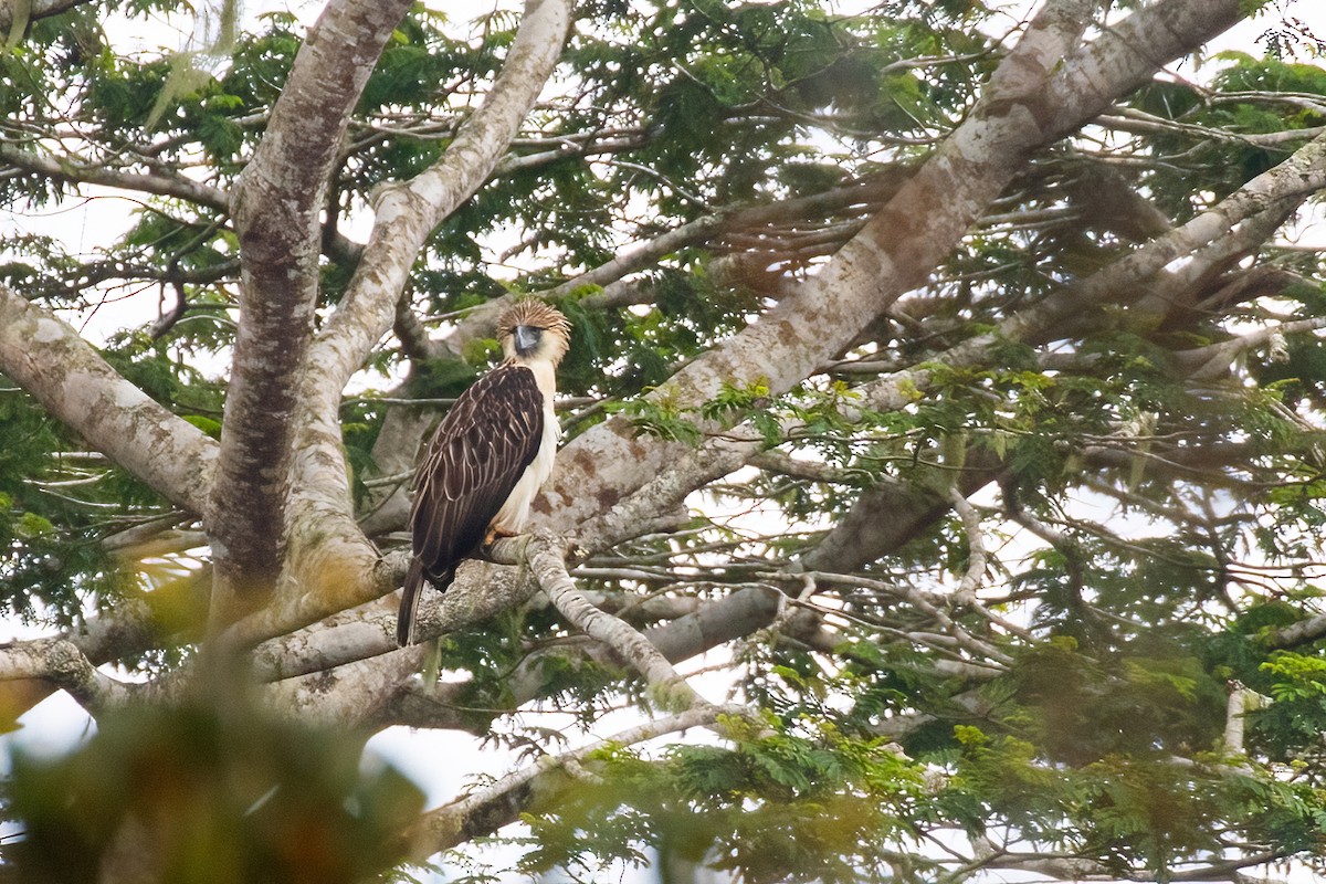 Philippine Eagle - ML644916595