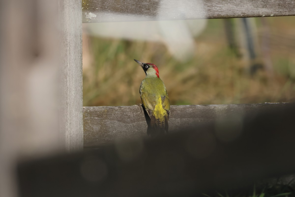 Eurasian Green Woodpecker - ML644916596