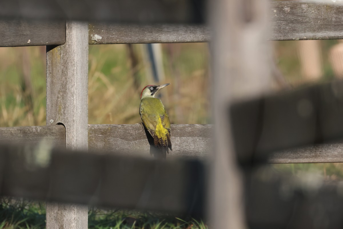 Eurasian Green Woodpecker - ML644916597
