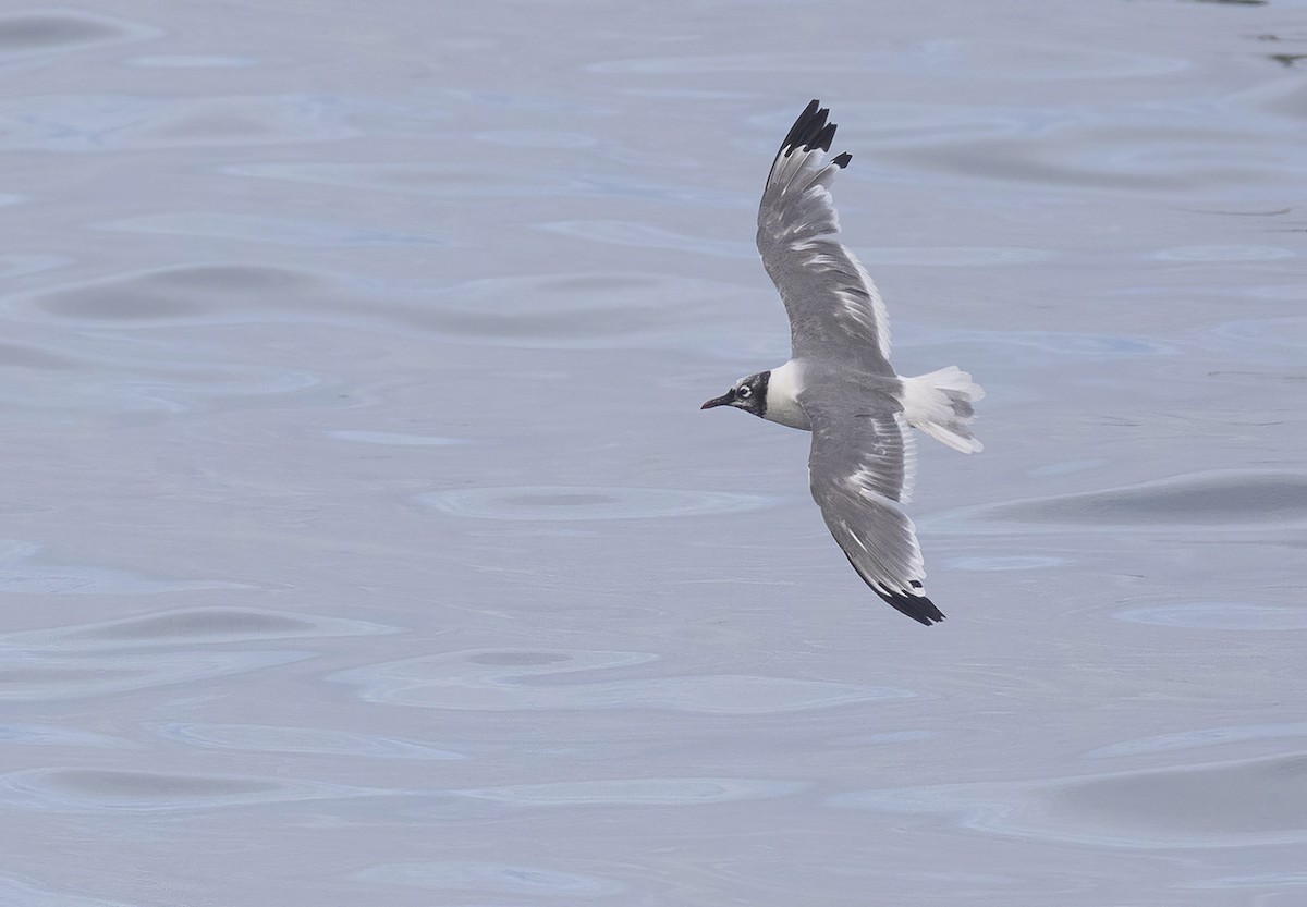 Franklin's Gull - ML644916603