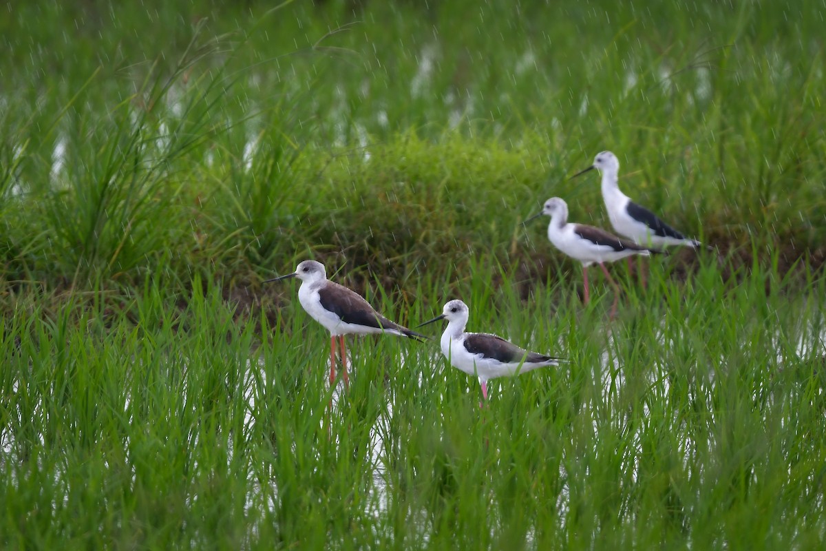 stylteløper - ML644916620