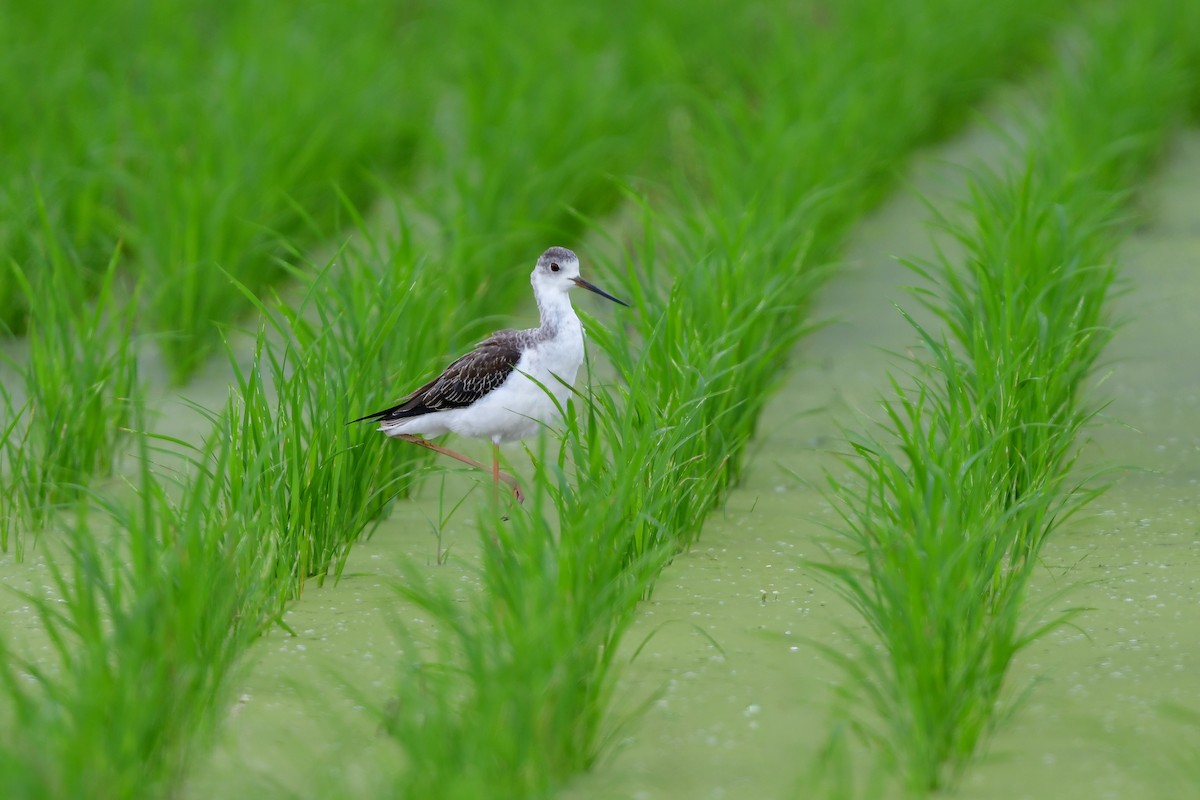 stylteløper - ML644916621