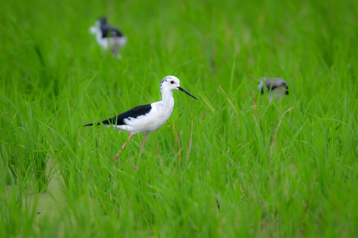 stylteløper - ML644916622