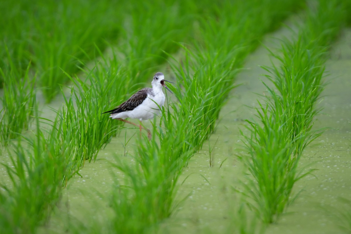 stylteløper - ML644916623