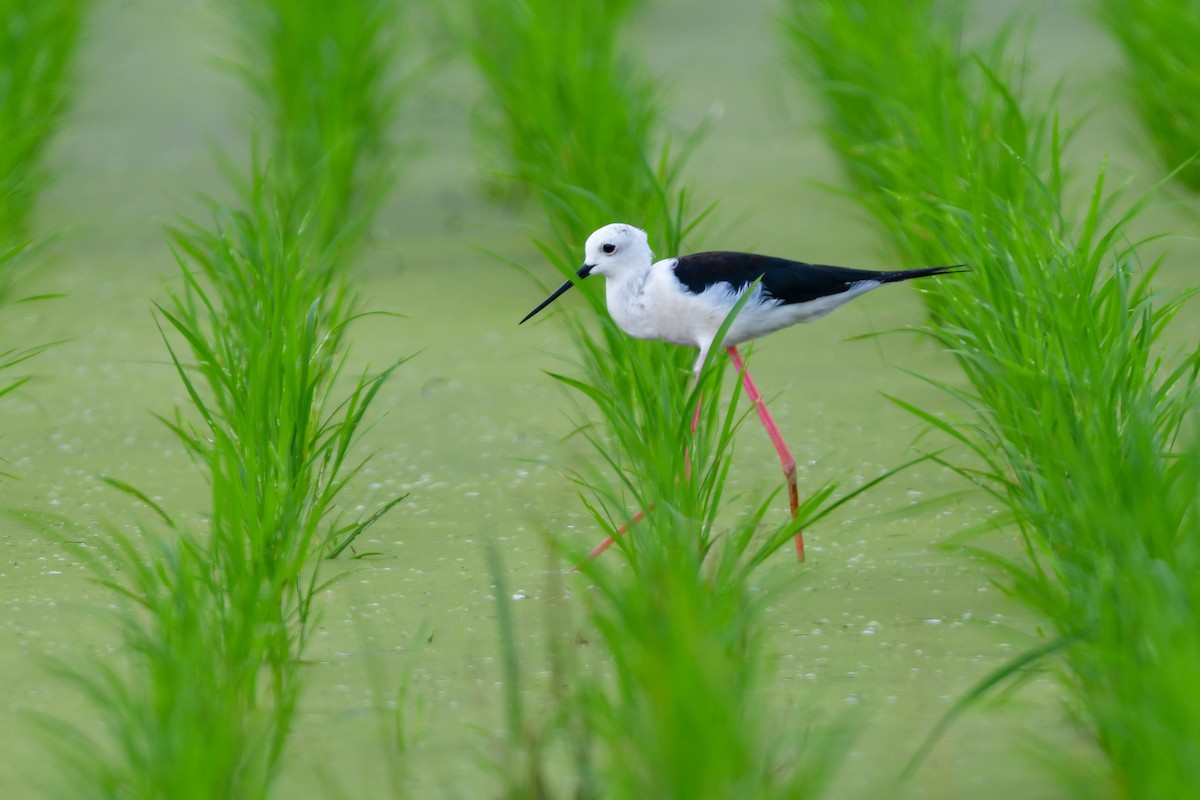 stylteløper - ML644916624