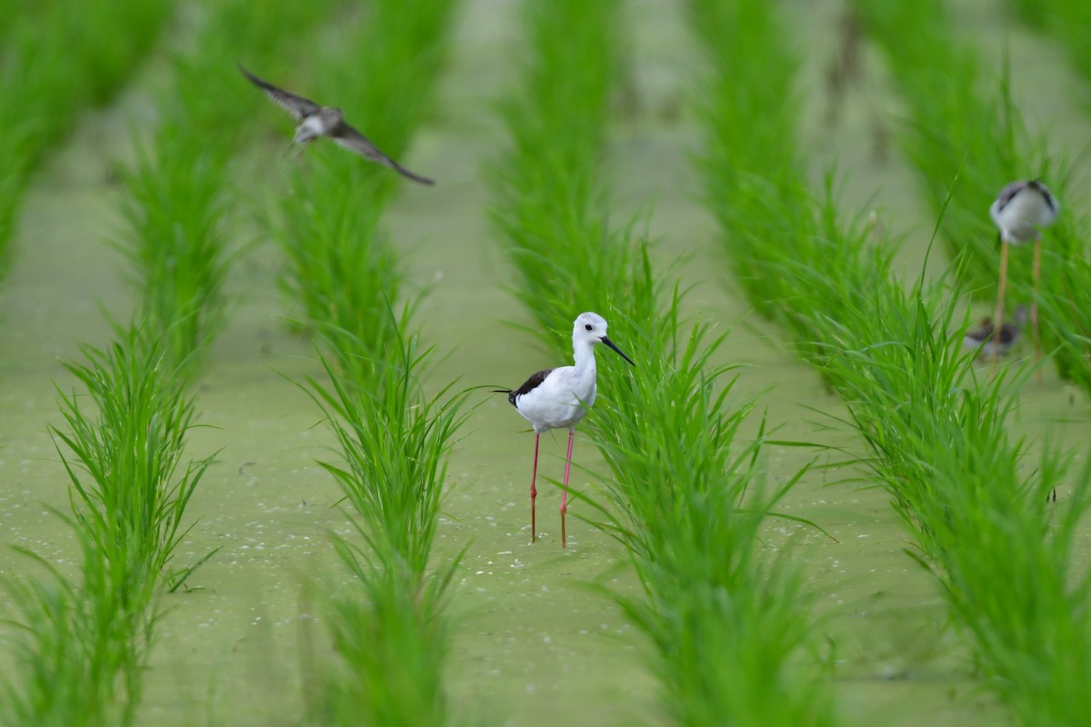 stylteløper - ML644916625