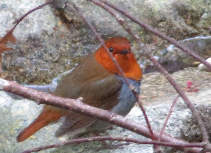 japanrødskjegg - ML644916633