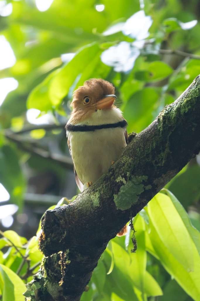 Tamatia à collier - ML644916649
