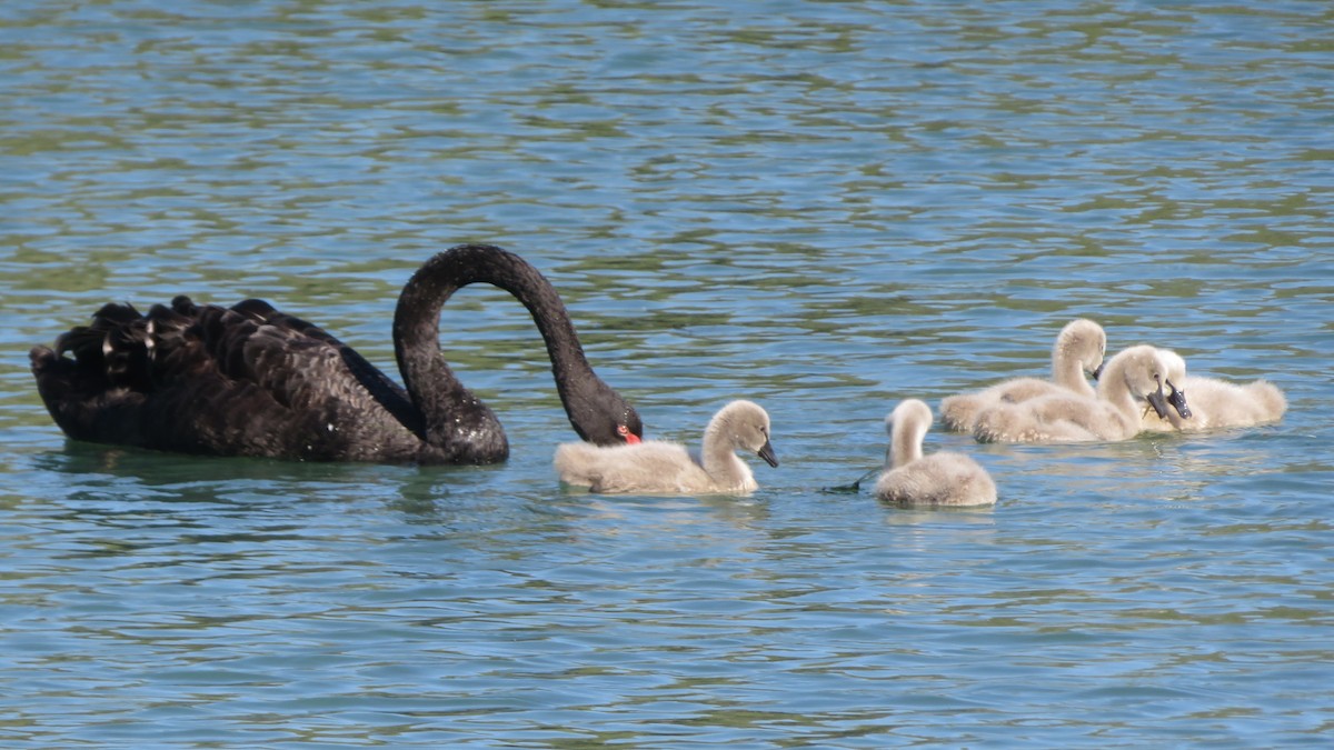 Лебідь чорний - ML644916650