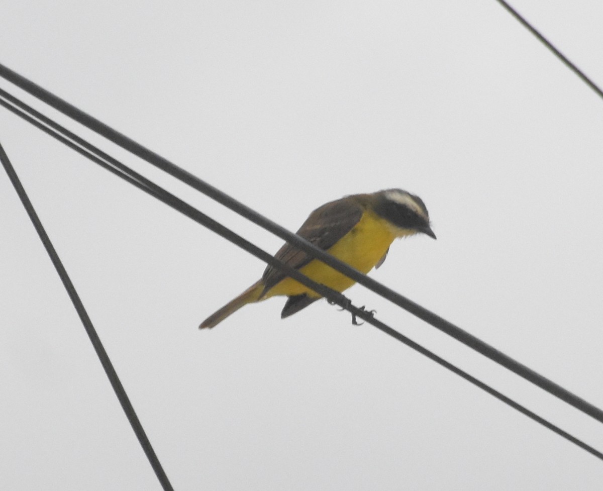 Бієнтевіо червоноголовий - ML644916651