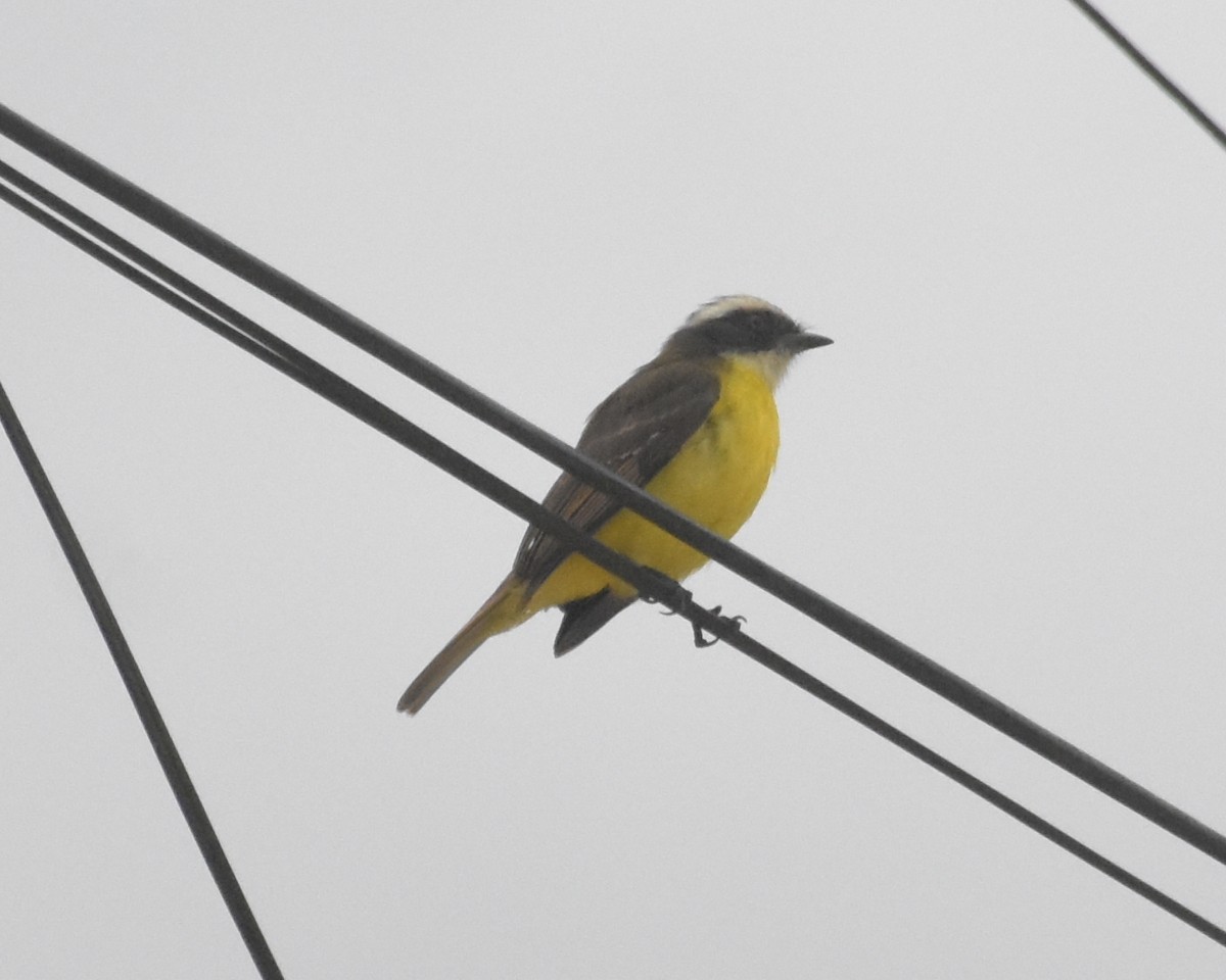 Бієнтевіо червоноголовий - ML644916652