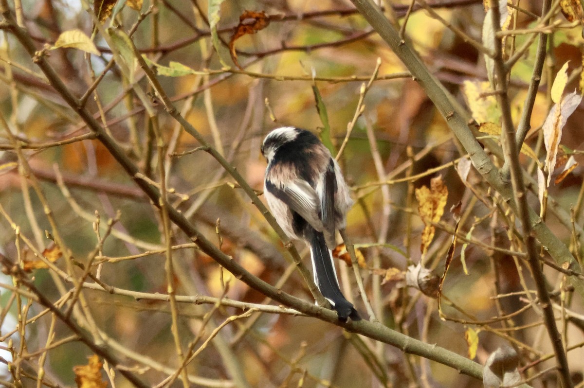 Синиця довгохвоста [група europaeus] - ML644916654