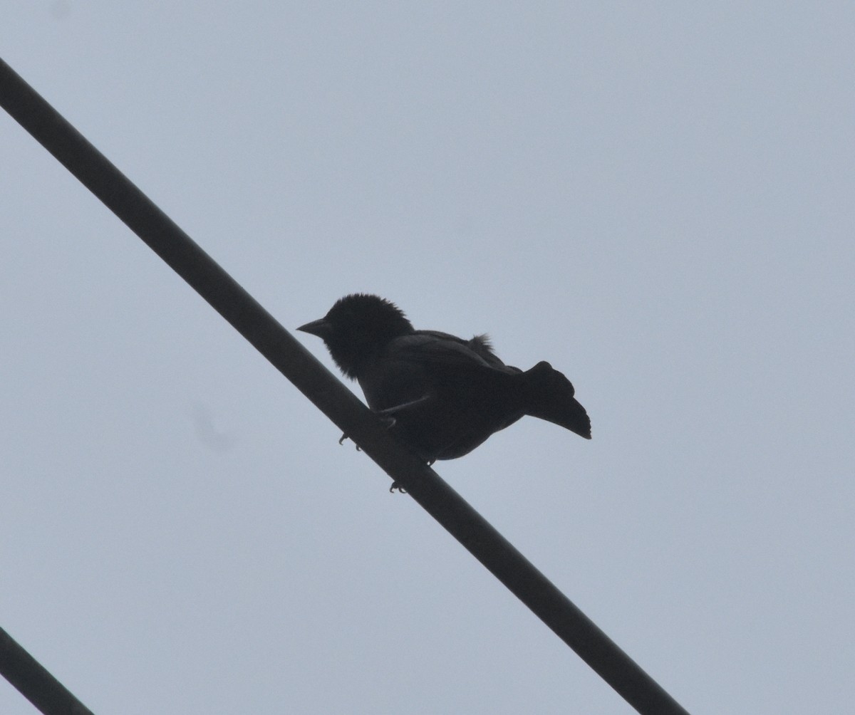 Чопі - ML644916655