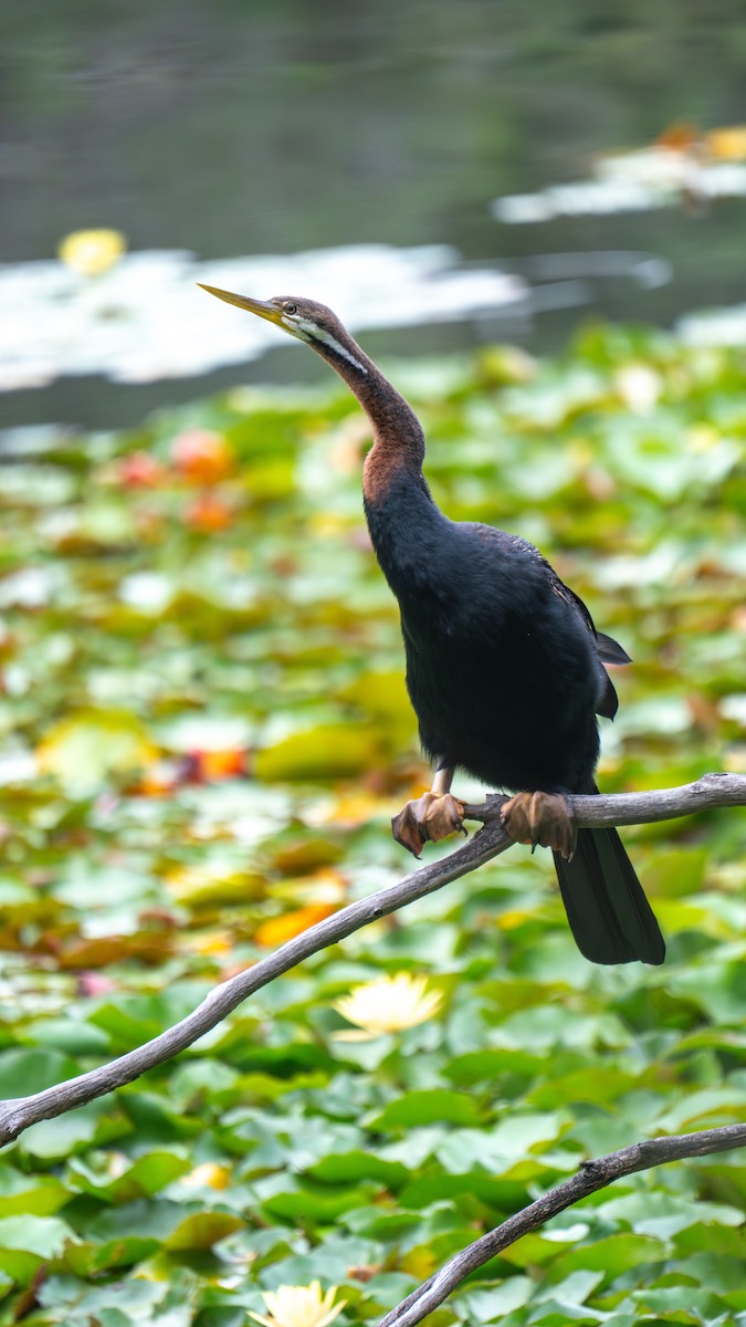 Змієшийка австралійська - ML644916657